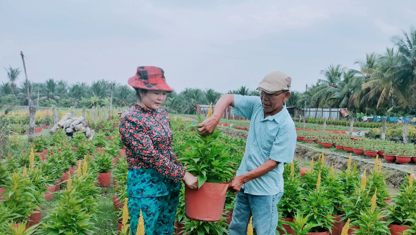 Rau m&agrave;u, hoa kiểng 'chờ' tết