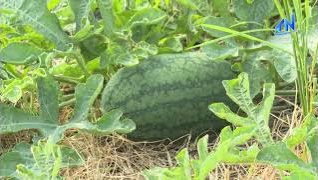 N&ocirc;ng d&acirc;n kỳ vọng v&agrave;o vụ dưa hấu Tết