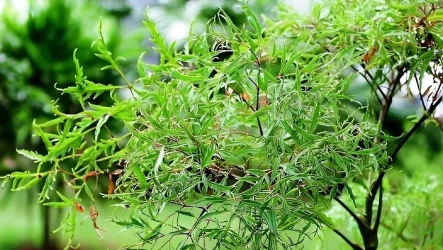 C&ocirc;ng dụng bất ngờ của l&aacute; đinh lăng đối với sức khỏe