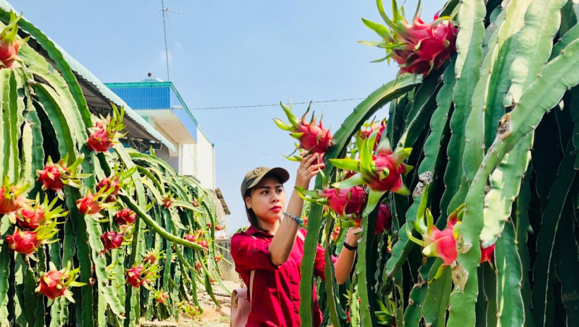 Tăng trưởng 8,5 lần, thương mại rau quả Việt - Mỹ lần đầu vượt 1 tỉ USD