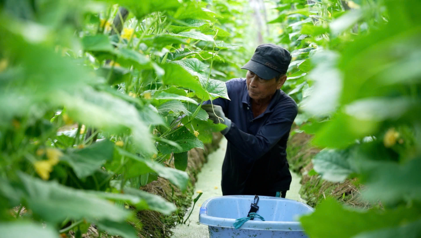 Chủ động trong sản xuất, từng bước n&acirc;ng cao gi&aacute; trị n&ocirc;ng sản địa phương