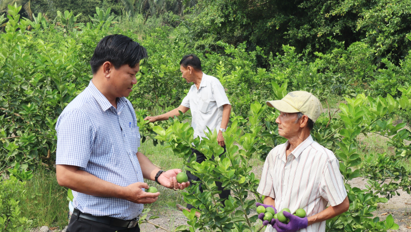 X&atilde; Bến Lức: N&ocirc;ng d&acirc;n phấn khởi v&igrave; gi&aacute; chanh tăng cao 