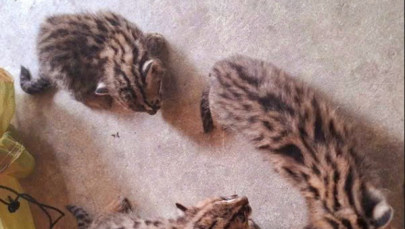 T&acirc;y Ninh: Người d&acirc;n giao nộp 3 c&aacute; thể m&egrave;o rừng cho kiểm l&acirc;m