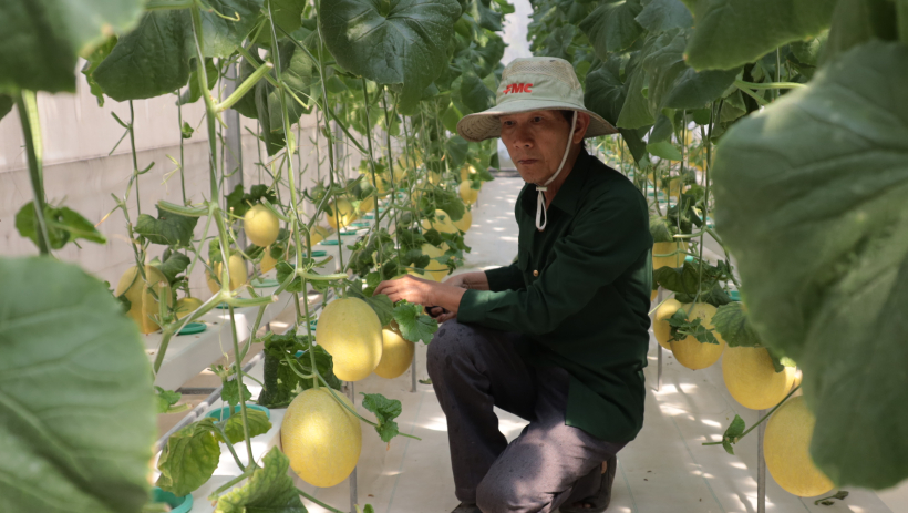 N&ocirc;ng d&acirc;n Ho&agrave; Hội chăm s&oacute;c rau m&agrave;u phục vụ tết 