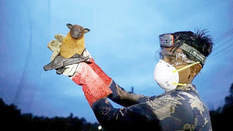 Vi r&uacute;t Nipah t&aacute;i xuất tại Ấn Độ, nguy cơ x&acirc;m nhập Việt Nam?