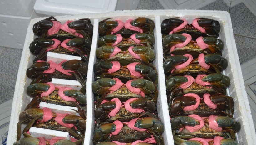 Cua C&agrave; Mau tăng gi&aacute; 'sốc', c&oacute; loại 900.000 đồng/kg