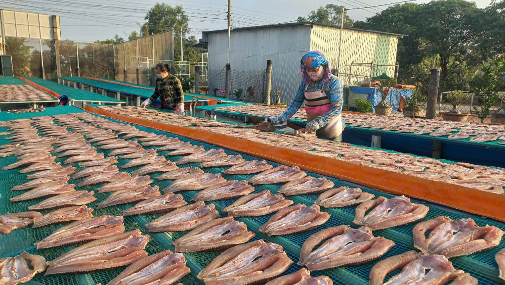 Sản lượng khô thành phẩm mỗi ngày ở đây tăng hơn gấp nhiều lần so với ngày thường.