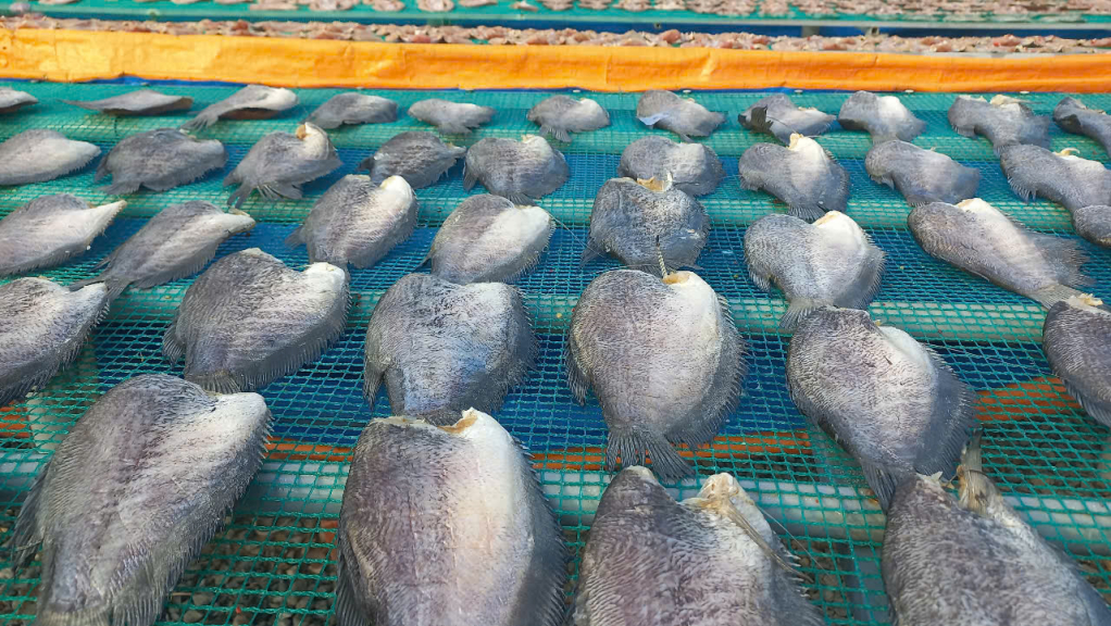 Khô cá đã trở thành “đặc sản” làm quà mỗi khi tết đến, trung bình, dịp tết hàng chục tấn khô cá các loại được cung cấp ra thị trường 