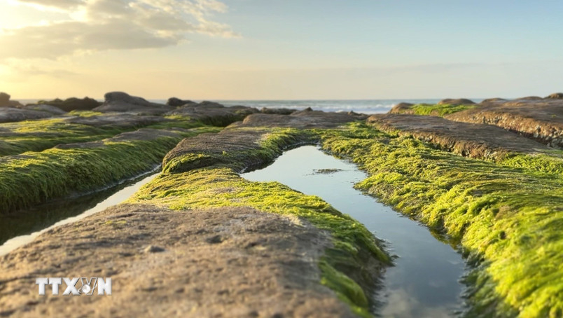 M&ugrave;a r&ecirc;u xanh 'mỗi năm một lần' ở b&atilde;i biển Cổ Thạch