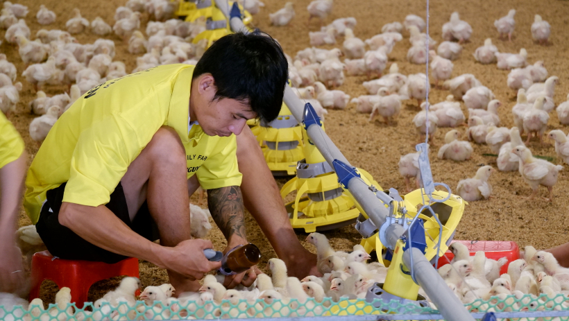 Tăng cường quản l&yacute; kiểm dịch động vật dịp Tết Nguy&ecirc;n đ&aacute;n B&iacute;nh Ngọ &nbsp;&nbsp;&nbsp;